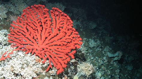 New Research Finds Deep Sea Corals Could Face ‘osteoporosis Of The Sea