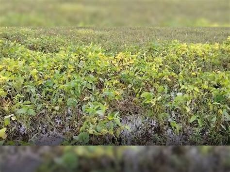 Damage To Crops Due To Heavy Rains Agriculture Department Said No