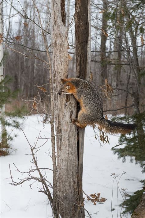 Grey Fox Urocyon Cinereoargenteus Tail Out Climbs Up Split Tree Winter