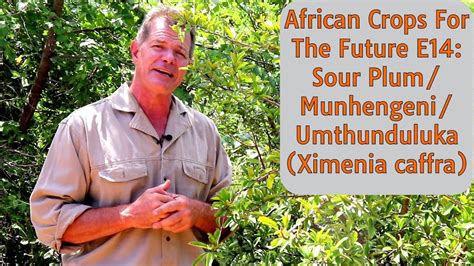 African Crops For The Future E14 Sour Plummunhengeniumthunduluka