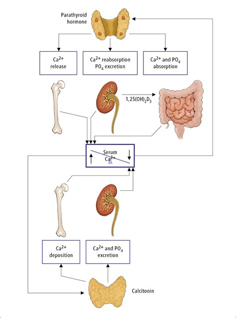 Figure 03143486 Physiological Control Of Calcium Metabolism By