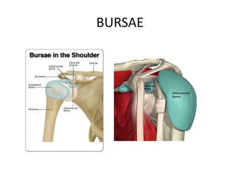 Subacromial Bursa Anatomy