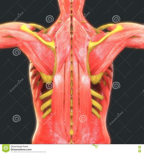 Human Muscle Body With Skeleton Anatomy Stock Illustration ...