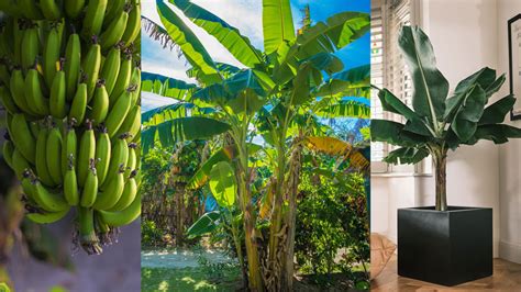 How To Grow A Banana Tree Even In Colder Climates