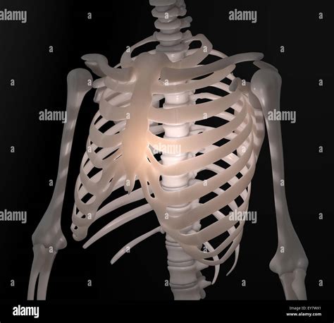 Human Skeleton Chest Anatomy Illustration Stock Photo Alamy