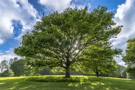 Beautiful Tree On Hill In Spring Stock Image Image Of Freedom