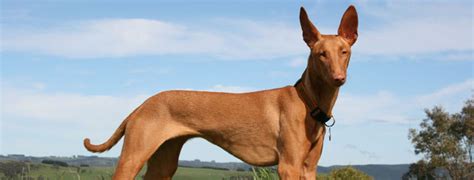 Pharaoh Hound Breed Guide Learn About The Pharaoh Hound