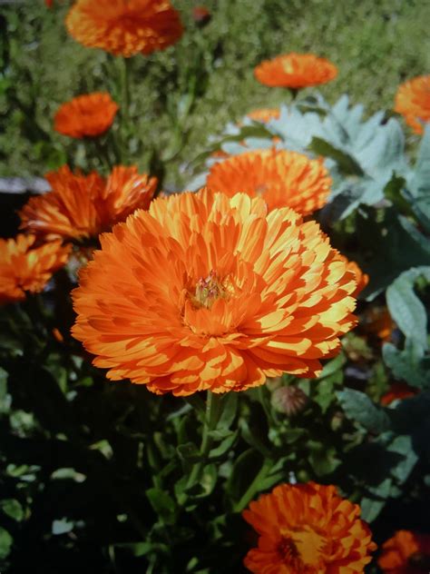 Pot Marigold Orange Flowers Free Photo On Pixabay Pixabay