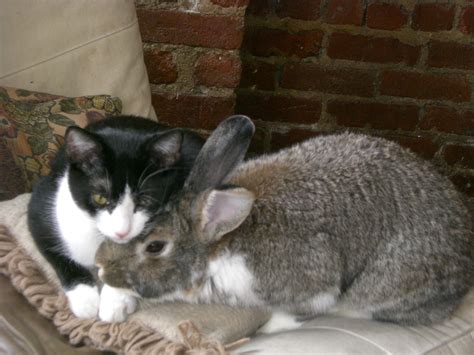 Filecat And Rabbit Cuddling Wikimedia Commons