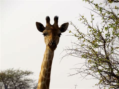 Giraffes Are So Cool Giraffe African Safari Game Reserve