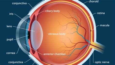 Human Eye Anatomy Parts And Structure Online Biology Notes