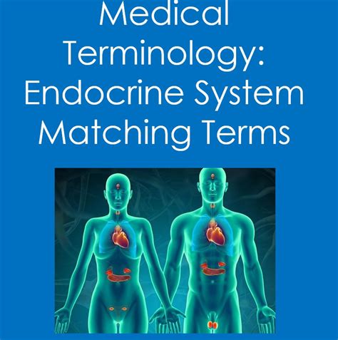Medical Terminology Endocrine System Matching Terms Health Sciences