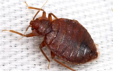 Technically, bed bugs don't make nests. What Do Bed Bugs Look Like? Basic Information About Bedbugs