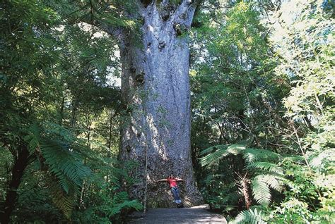 The Sacred Kauri Trees Of New Zealand Spiritual Travels