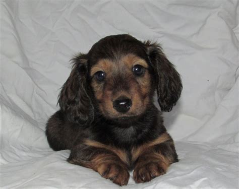 59 Mini Dachshund Puppies Michigan Image Bleumoonproductions