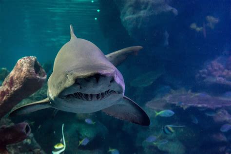 What Are Peoples Opinions On Sharks At Aquariums Photo Is A Sand