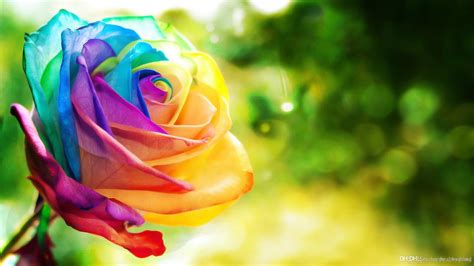 2019 Hot Selling Rainbow Rose Seeds Potted Flower Seeds