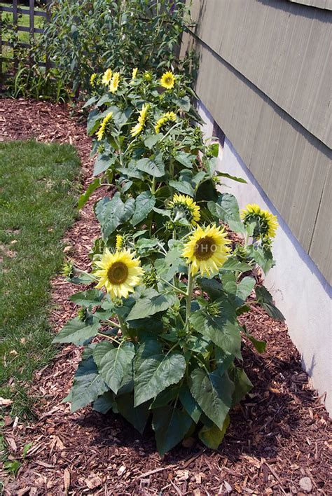 Sunflowers Dwarf In Garden Helianthus Annus Plant And Flower Stock