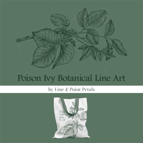 Poison Ivy Botanical Line Art Masterbundles