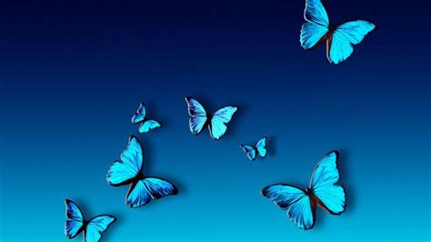 Blue Butterfly Hd Wallpapers Top Free Blue Butterfly Hd Backgrounds Wallpaperaccess
