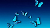 Blue Butterfly HD Wallpapers - Top Free Blue Butterfly HD Backgrounds ...