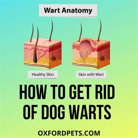 How To Get Rid Of Dog Warts At Home Naturally Oxford Pets