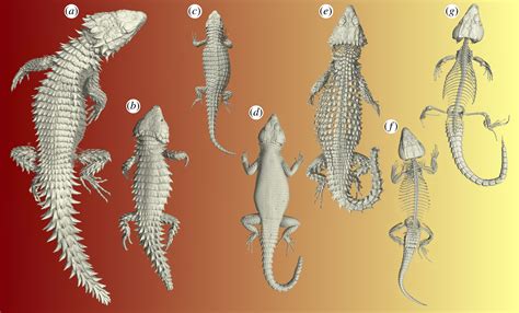 On Dangerous Ground The Evolution Of Body Armour In Cordyline Lizards