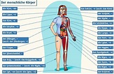 Body Parts | German language, Learn german, German language learning