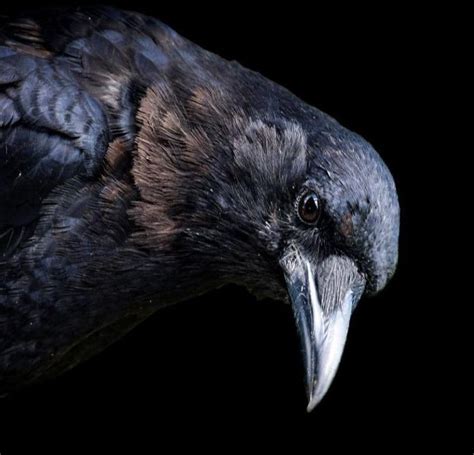 Are Crows Smarter Than Humans Crow Brain Facts Explained Nayturr