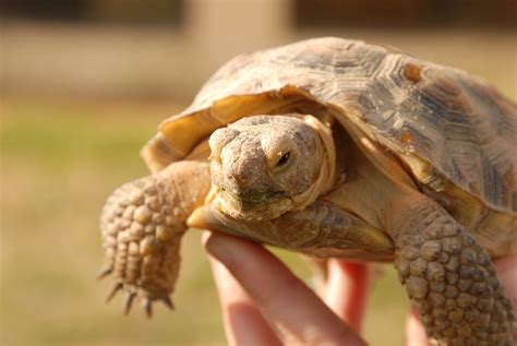 Come Out Of Your Shell Adopt A Desert Tortoise Edwards Air Force