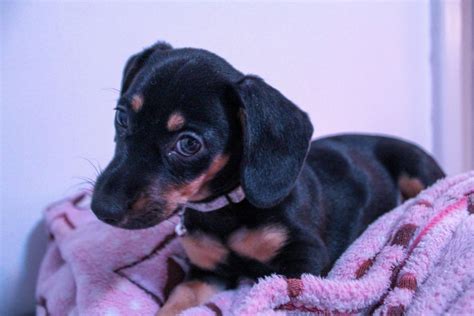 Here Is Leonard Our New Puppy Rdachshund