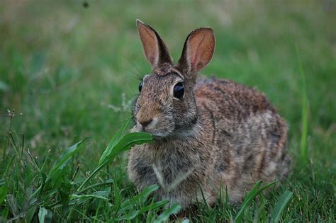 Animal Rabbit Bunny Free Photo On Pixabay Pixabay