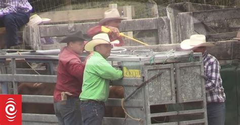 New Rodeo Footage Shows Cattle Electric Shocked Punched Rnz