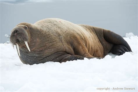 Tooth Walking Sea Horses Aka Walrus Cruise Traveller