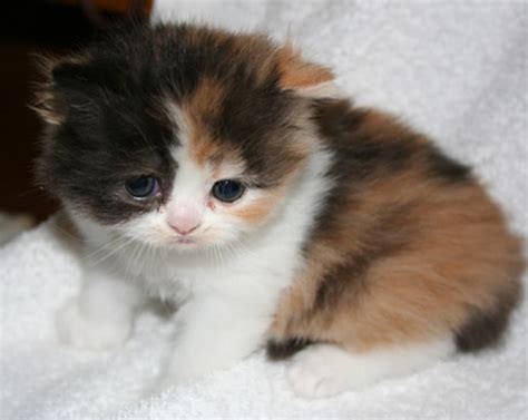41 Calico Cat Kitten Colors Furry Kittens