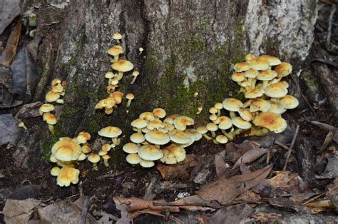 Mushroom Hunting In South Alabama Earths Natural Solutions