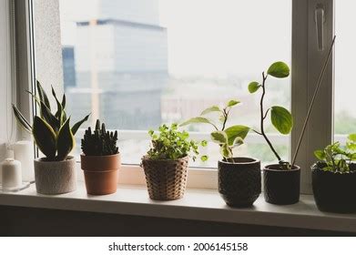 Set Easiest Houseplants You Can Grow Stock Photo Shutterstock