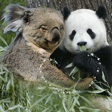 Koala And Panda Bear Panda Bear Koala Panda