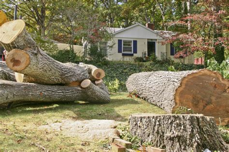 Inspect dangerously leaning trees before removal to determine how to cut it down. How a Fallen Tree Removal Cost is Typically Calculated