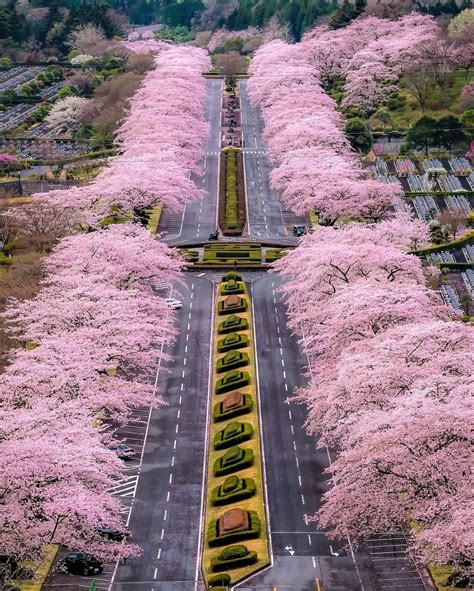 Visit Japan In Japan Cherry Blossoms Carry The Meaning Of Lifes