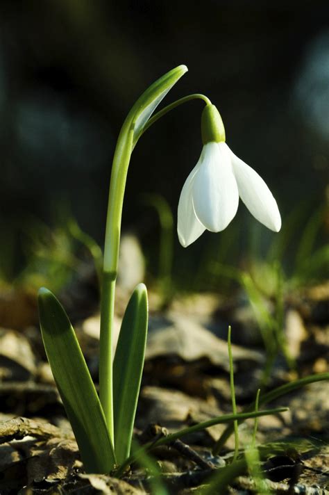 Snowdrop Wallpapers Earth Hq Snowdrop Pictures 4k Wallpapers 2019