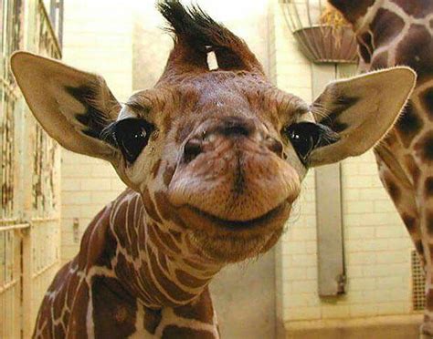 Baby Giraffe Just Look At Those Eyelashes 12 September 2015 Smiling