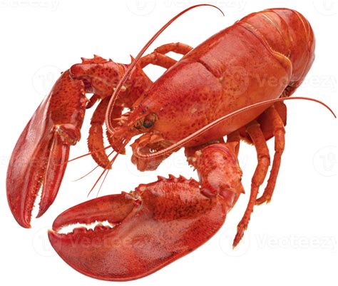 Cooked Red Lobster Isolated On White Background With Clipping Path