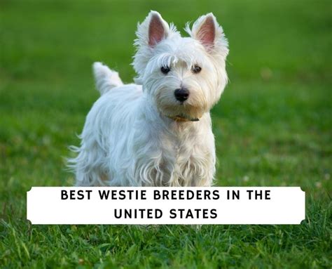 11 Best Westie Breeders In The United States 2023 We Love Doodles