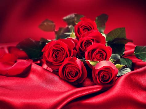 Savepk Red Rose Hd 1080p Flowers And Nature Free Download