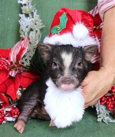 Reputable Breeder With Micro Mini Pigs For Sale Mini Pigs Pigs For