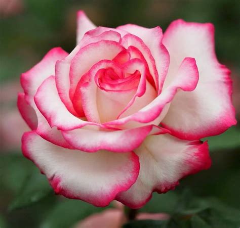 The Most Beautiful Roses Las Flores Mas Hermosas Cestas De Flores
