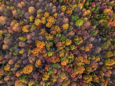 Birds Eye View Of Fall Colors Photograph By Gian Lorenzo Ferretti