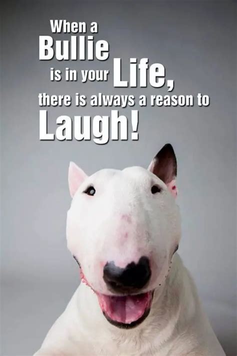 The 16 Funniest Bull Terrier Memes Of All Time Gallery The Paws