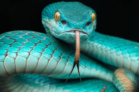 Download Pit Viper Snake Animal Viper Hd Wallpaper